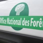 Forêt : neuf réserves biologiques créées ou étendues en France pour sauvegarder la biodiversité