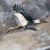Plus d'espèces et moins d'oiseaux depuis 50 ans : la LPO tire un bilan contrasté