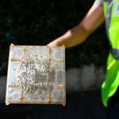 Stériliser le moustique-tigre, le pari incertain d'une protection industrielle 
