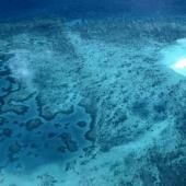 El Niño: un "effondrement" de l'écosystème de la Grande Barrière de corail redouté