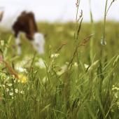 Voir la vidéo de Biodiversité : quand la prairie s’appauvrit