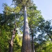 Voir la vidéo de L’arbre le plus haut d’Asie de l’Est !