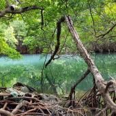 Voir la vidéo de La science au secours des mangroves de Martinique