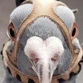 Voir la vidéo de Dans les yeux d’un pigeon