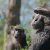 Voir la vidéo de Les singes les plus sociables sont-ils les plus ingénieux ?