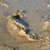 Le faible niveau du Danube révèle des ossements de mammouth en Bulgarie