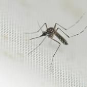 Chikungunya : un premier cas autochtone identifié cette saison en France