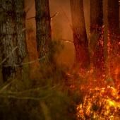 Lézards, poissons, chevreuils... La faune piégée dans l'enfer des incendies