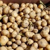 Pommes de terre: vers une crise historique après la sécheresse