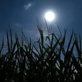 Canicule en Europe : plus de 35°C prévus pour au moins 150 millions d'habitants vendredi