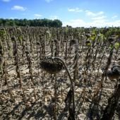 La France s'apprête à entrer dans l'automne avec un temps sec et chaud, selon Météo-France