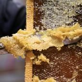 Récolte de miel 2026 : des abeilles déboussolées par la sécheresse