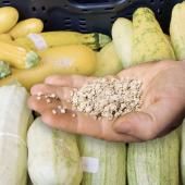 Voir la vidéo de Nos légumes vont-ils disparaître ? La quête des graines du futur
