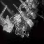Voir la vidéo de Les araignées rêvent-elles ?