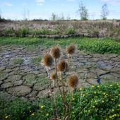 France : 66% des nappes phréatiques sous les normales, situation "très préoccupante", selon le service géologique national