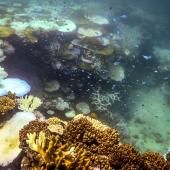 Changement climatique : 96 % des récifs coralliens menacés d’extinction d’ici 50 ans, selon l’UICN 