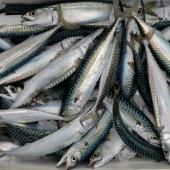 Maquereau : les scientifiques recommandent une baisse des captures de 11% dans l'Atlantique