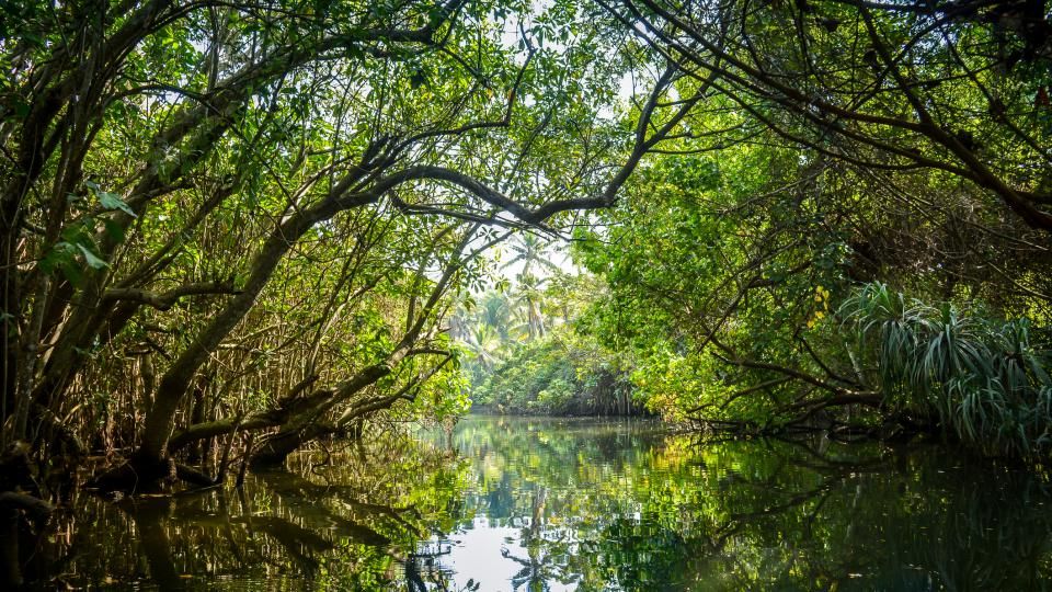 Photo mangrove