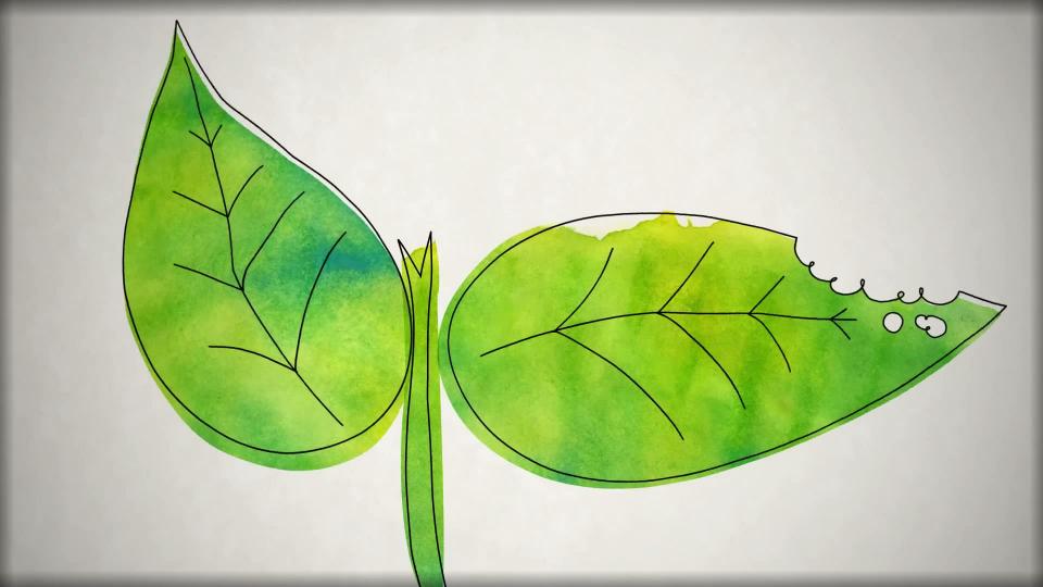 P comme plante