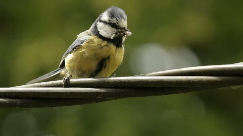 Mai : au bonheur des oiseaux nourrissant leurs petits
