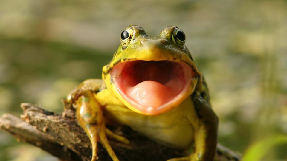 grenouille