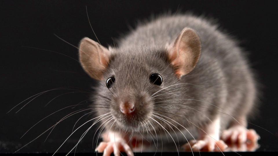 Image débat rats